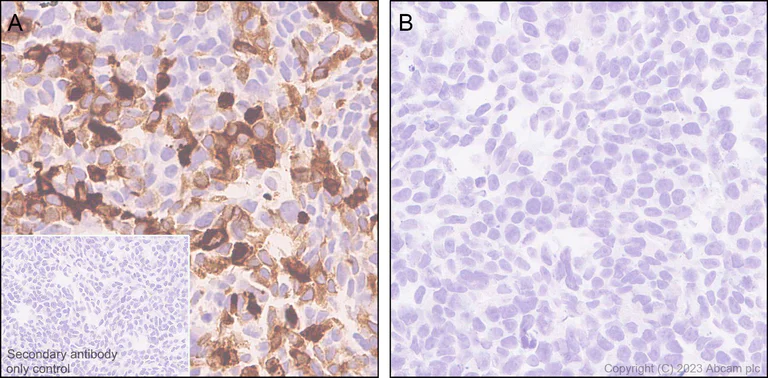 Immunohistochemistry (Formalin/PFA-fixed paraffin-embedded sections) - Anti-GFRAL antibody [EPR28368-150] - BSA and Azide free (AB315900)