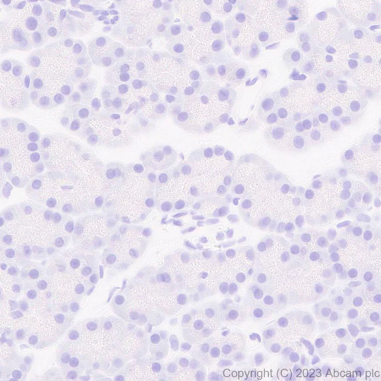 Immunohistochemistry (Formalin/PFA-fixed paraffin-embedded sections) - Anti-GFRAL antibody [EPR28368-150] - BSA and Azide free (AB315900)