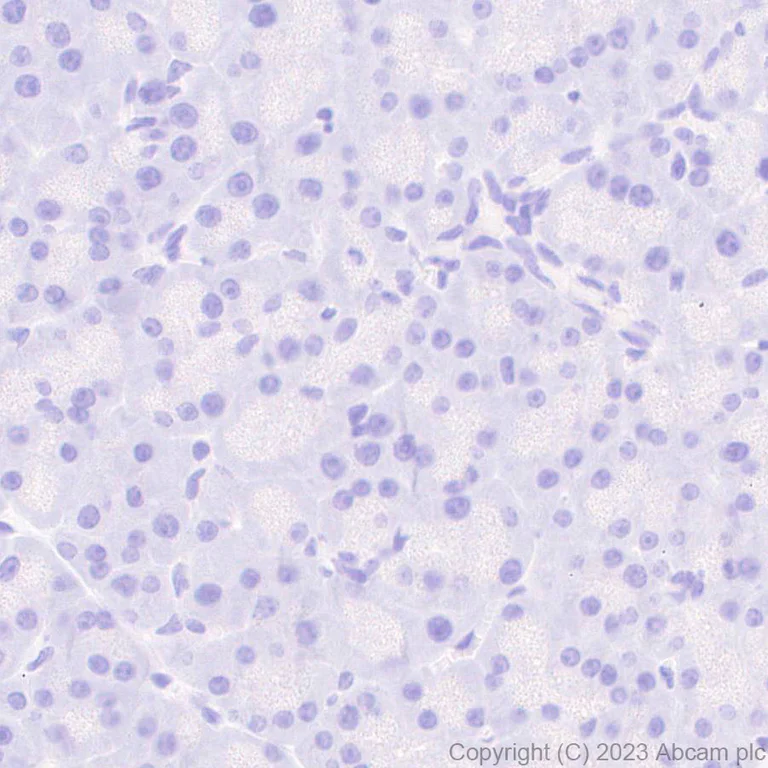 Immunohistochemistry (Formalin/PFA-fixed paraffin-embedded sections) - Anti-GFRAL antibody [EPR28368-150] - BSA and Azide free (AB315900)