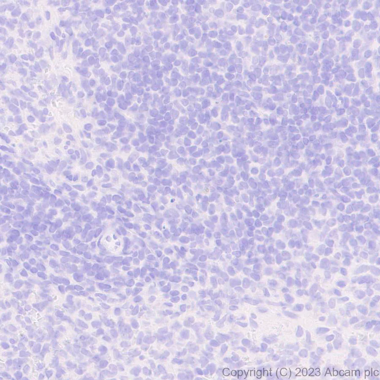 Immunohistochemistry (Formalin/PFA-fixed paraffin-embedded sections) - Anti-GFRAL antibody [EPR28368-150] - BSA and Azide free (AB315900)