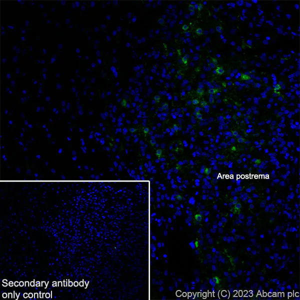 Immunohistochemistry (Frozen sections) - Anti-GFRAL antibody [EPR28368-150] - BSA and Azide free (AB315900)