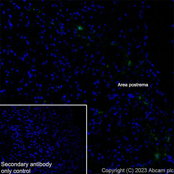 Immunohistochemistry (Frozen sections) - Anti-GFRAL antibody [EPR28368-150] - BSA and Azide free (AB315900)