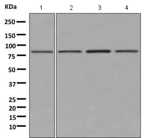 Western blot - Anti-GGA1 antibody [EPR3014(2)] - BSA and Azide free (AB249621)