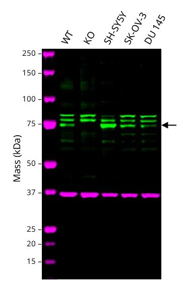 Western blot - Anti-GGA1 antibody [EPR3014(2)] - BSA and Azide free (AB249621)