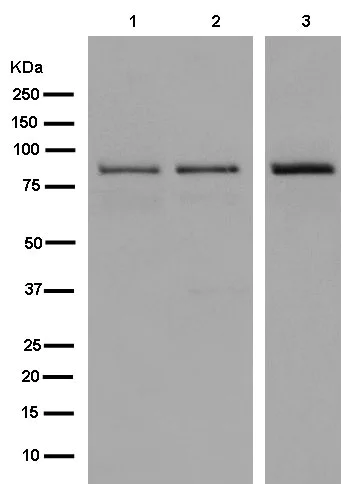 Western blot - Anti-GGA3 antibody [EPR14340] - BSA and Azide free (AB250282)