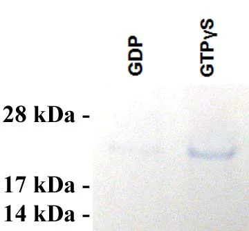 Functional Studies - GGA3 PBD Agarose Beads (AB211180)