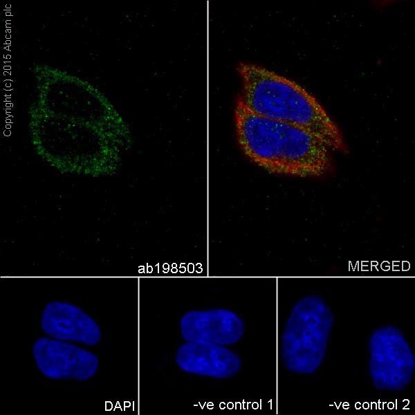 Immunocytochemistry/ Immunofluorescence - Anti-GGCT antibody [EPR17107] - BSA and Azide free (AB251258), expandable thumbnail