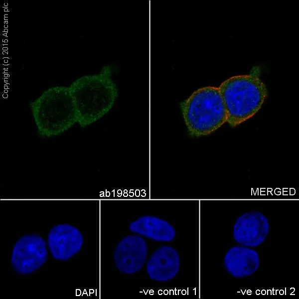 Immunocytochemistry/ Immunofluorescence - Anti-GGCT antibody [EPR17107] - BSA and Azide free (AB251258)