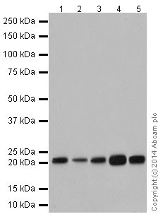Western blot - Anti-GGCT antibody [EPR17107] - BSA and Azide free (AB251258), expandable thumbnail