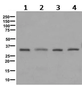 Western blot - Anti-GGPS1 antibody [EPR9682] - BSA and Azide free (AB249410)