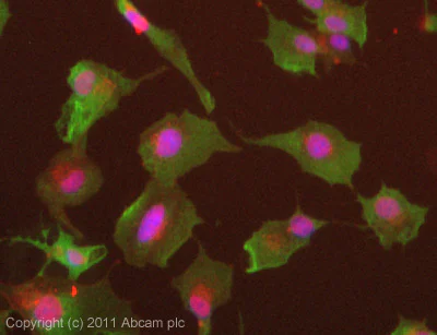 Immunocytochemistry/ Immunofluorescence - Anti-GGT1/GGT antibody [1F9] (AB55138)