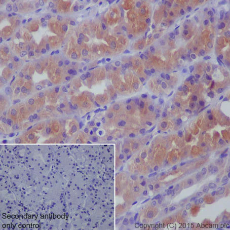 Immunohistochemistry (Formalin/PFA-fixed paraffin-embedded sections) - Anti-GGT1/GGT antibody [EPR5288] (AB109427)