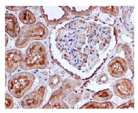 Immunohistochemistry (Formalin/PFA-fixed paraffin-embedded sections) - Anti-GGT1/GGT antibody [EPR5288] (AB109427)