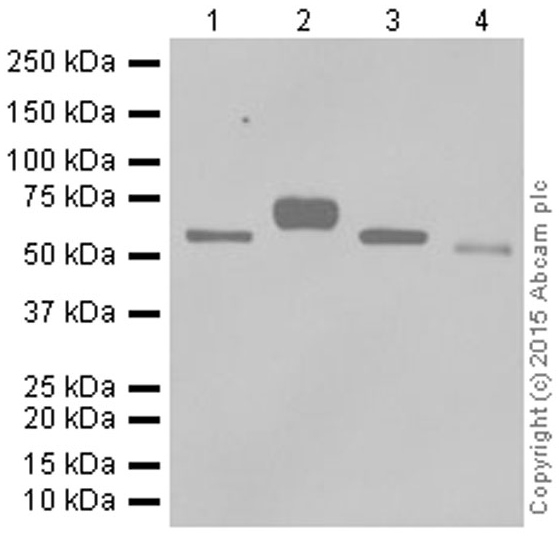 http www.abcam.com glutathione-s-transferase-mu-antibody-ab53942.html Anti-GGT1/GGT antibody [EPR5288] (ab109427) GlutaMax Soap Online