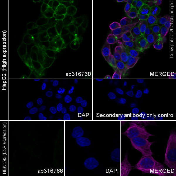 Immunocytochemistry/ Immunofluorescence - Anti-GGT1/GGT + GGT3 antibody [EPR28715-82] - BSA and Azide free (AB316769), expandable thumbnail
