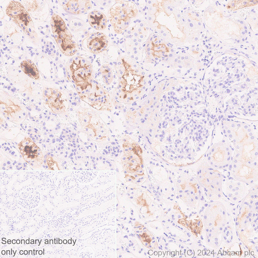 Immunohistochemistry (Formalin/PFA-fixed paraffin-embedded sections) - Anti-GGT1/GGT + GGT3 antibody [EPR28715-82] - BSA and Azide free (AB316769), expandable thumbnail