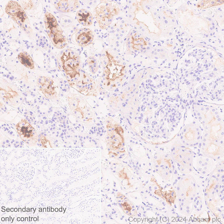 Immunohistochemistry (Formalin/PFA-fixed paraffin-embedded sections) - Anti-GGT1/GGT + GGT3 antibody [EPR28715-82] - BSA and Azide free (AB316769)