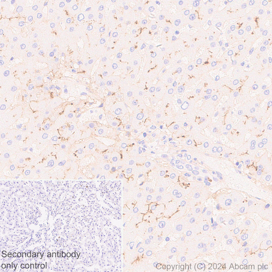 Immunohistochemistry (Formalin/PFA-fixed paraffin-embedded sections) - Anti-GGT1/GGT + GGT3 antibody [EPR28715-82] - BSA and Azide free (AB316769), expandable thumbnail