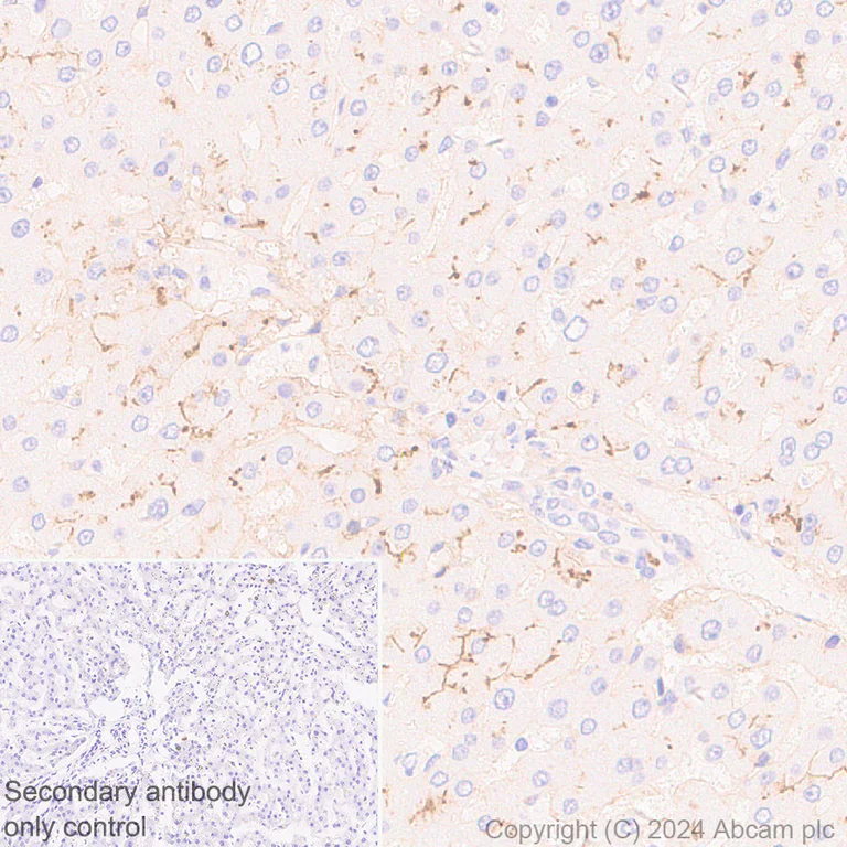 Immunohistochemistry (Formalin/PFA-fixed paraffin-embedded sections) - Anti-GGT1/GGT + GGT3 antibody [EPR28715-82] - BSA and Azide free (AB316769)