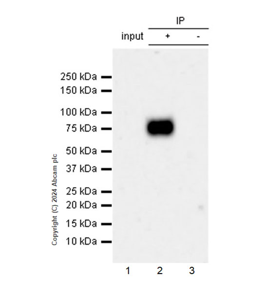 Immunoprecipitation - Anti-GGT1/GGT + GGT3 antibody [EPR28715-82] - BSA and Azide free (AB316769), expandable thumbnail