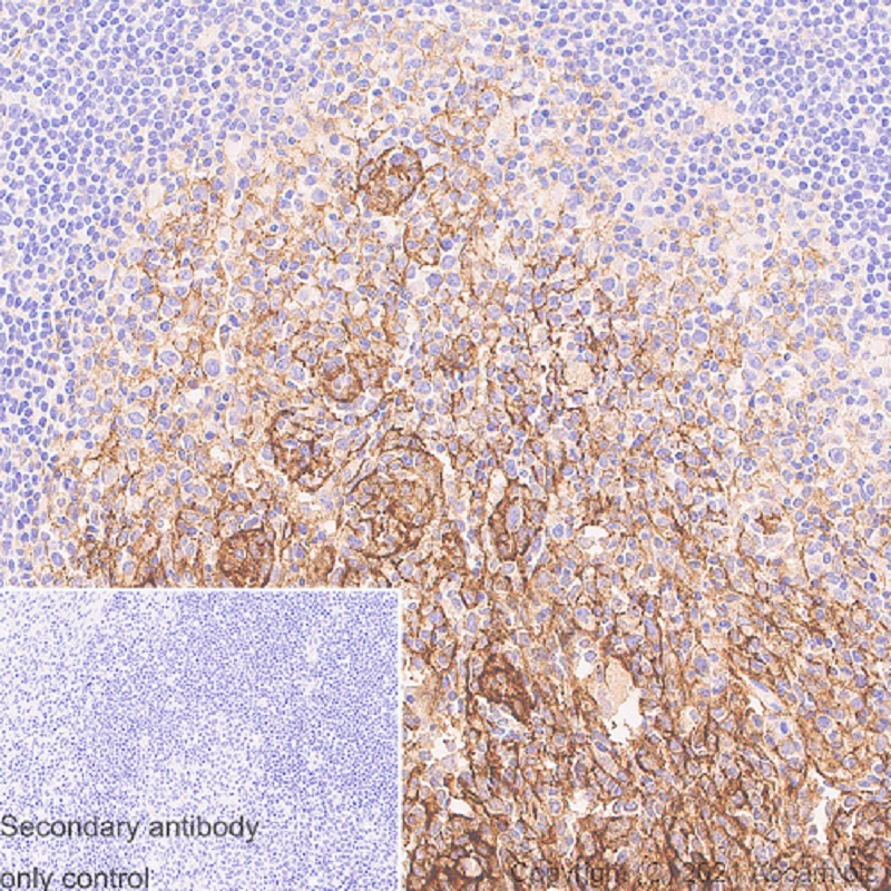 Immunohistochemistry (Formalin/PFA-fixed paraffin-embedded sections) - Anti-GGT5 antibody [EPR24682-102] (AB283267)