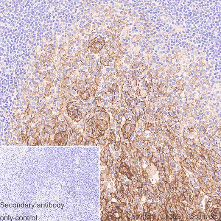 Immunohistochemistry (Formalin/PFA-fixed paraffin-embedded sections) - Anti-GGT5 antibody [EPR24682-102] - BSA and Azide free (AB283290)