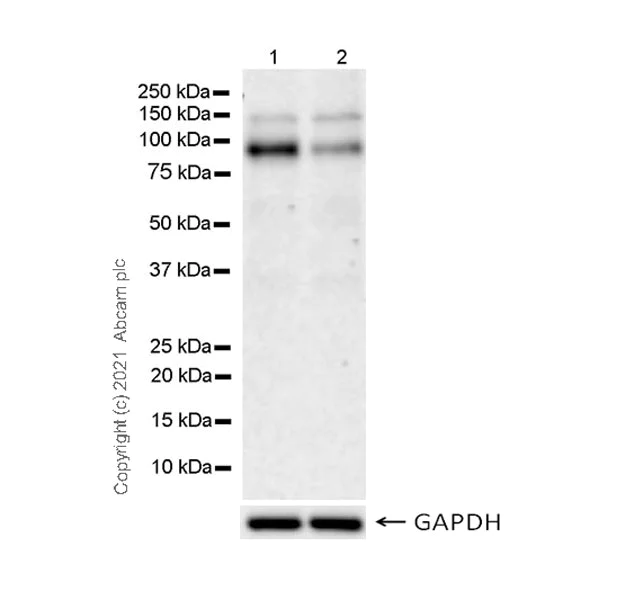 Western blot - Anti-GGT7 antibody [EPR24550-76] - BSA and Azide free (AB289727)