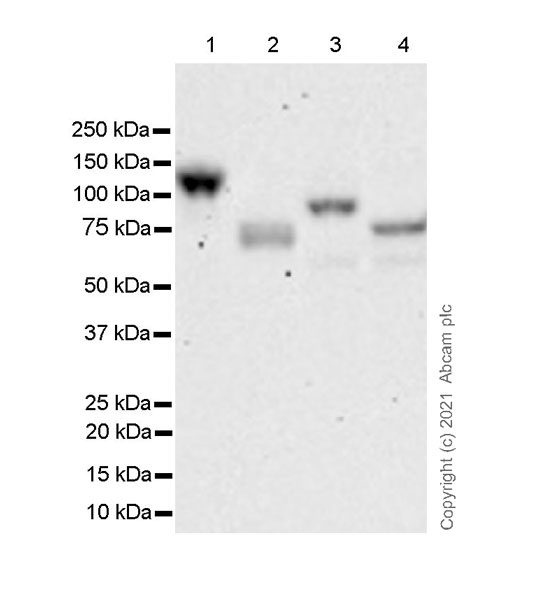 Western blot - Anti-GGT7 antibody [EPR24550-76] - BSA and Azide free (AB289727)