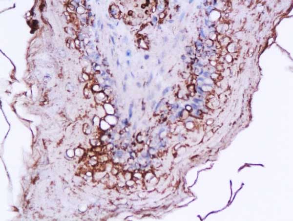 Immunohistochemistry (Formalin/PFA-fixed paraffin-embedded sections) - Anti-Ghrelin antibody (AB217011), expandable thumbnail