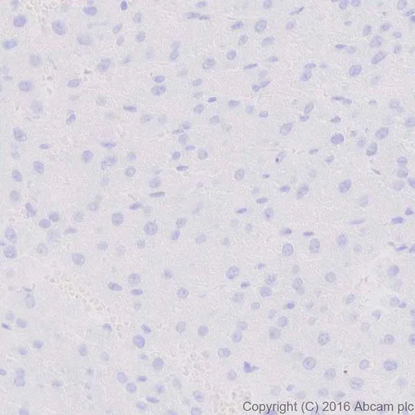 Immunohistochemistry (Formalin/PFA-fixed paraffin-embedded sections) - Anti-Ghrelin antibody [EPR20502] (AB209790)