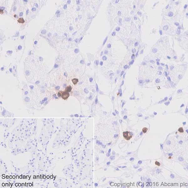 Immunohistochemistry (Formalin/PFA-fixed paraffin-embedded sections) - Anti-Ghrelin antibody [EPR20502] (AB209790)