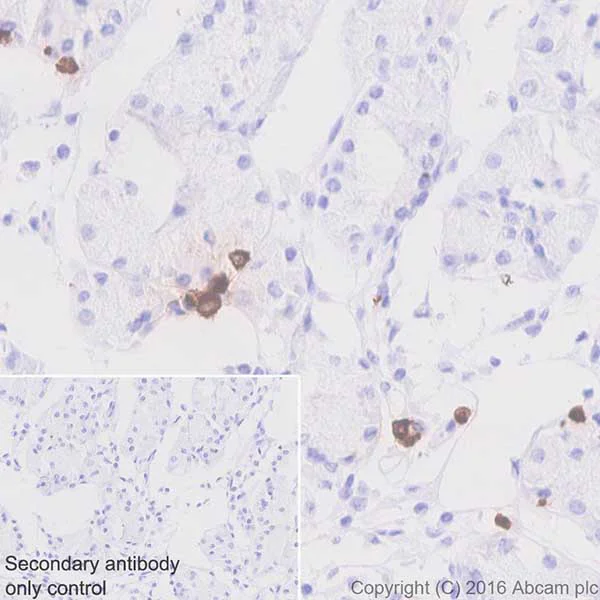 Immunohistochemistry (Formalin/PFA-fixed paraffin-embedded sections) - Anti-Ghrelin antibody [EPR20502] (AB209790)