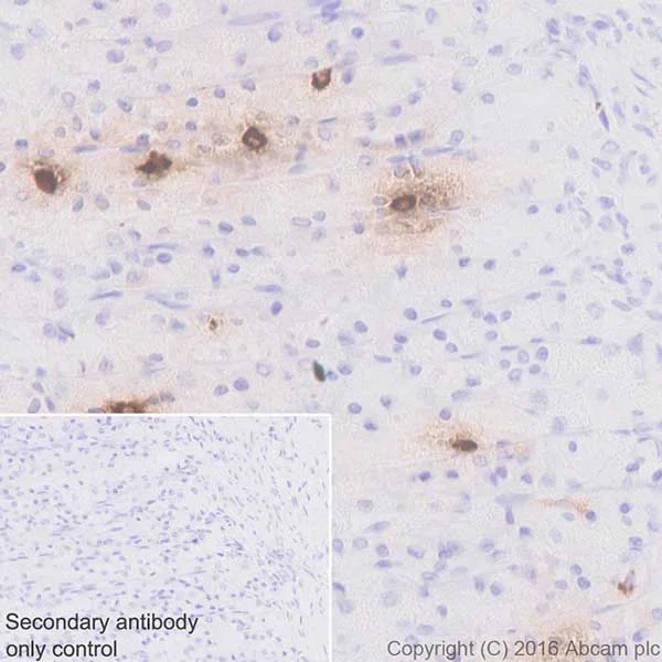 Immunohistochemistry (Formalin/PFA-fixed paraffin-embedded sections) - Anti-Ghrelin antibody [EPR20502] (AB209790)