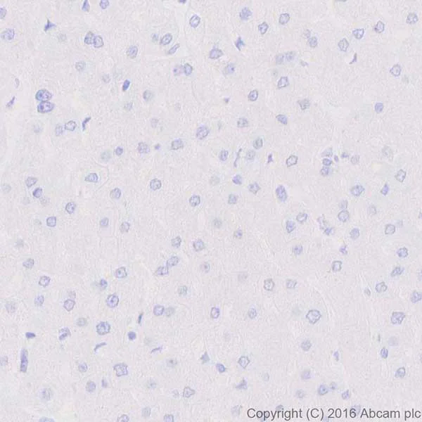 Immunohistochemistry (Formalin/PFA-fixed paraffin-embedded sections) - Anti-Ghrelin antibody [EPR20502] (AB209790)