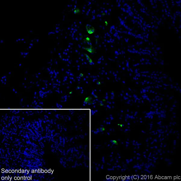 Immunohistochemistry (Frozen sections) - Anti-Ghrelin antibody [EPR20502] (AB209790)