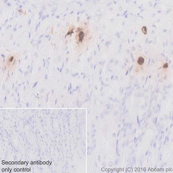 Immunohistochemistry (Formalin/PFA-fixed paraffin-embedded sections) - Anti-Ghrelin antibody [EPR20502] - BSA and Azide free (AB271988)