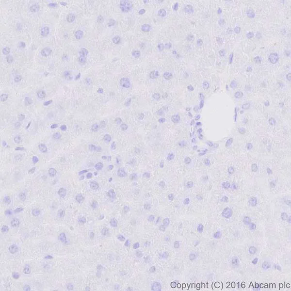 Immunohistochemistry (Formalin/PFA-fixed paraffin-embedded sections) - Anti-Ghrelin antibody [EPR20502] - BSA and Azide free (AB271988)