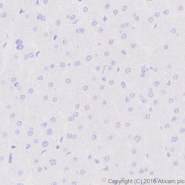 Immunohistochemistry (Formalin/PFA-fixed paraffin-embedded sections) - Anti-Ghrelin antibody [EPR20502] - BSA and Azide free (AB271988)