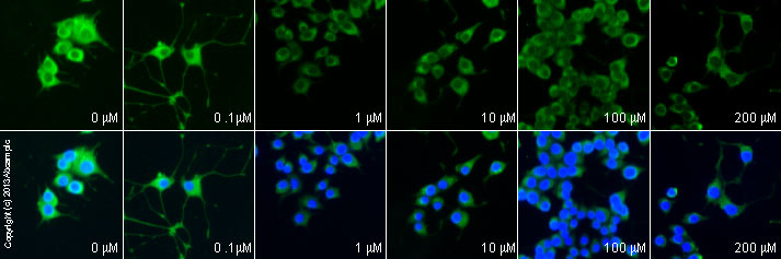 Functional Studies - Ghrelin (rat), Endogenous GHS agonist (AB120231), expandable thumbnail