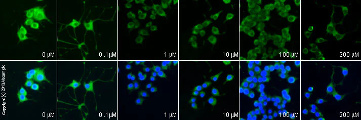 Functional Studies - Ghrelin (rat), Endogenous GHS agonist (AB120231)