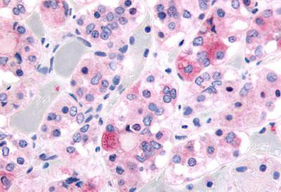 Immunohistochemistry (Formalin/PFA-fixed paraffin-embedded sections) - Anti-Ghrelin Receptor/GHS-R antibody (AB150514)