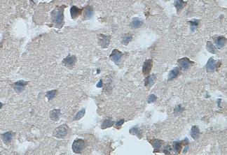 Immunohistochemistry (Formalin/PFA-fixed paraffin-embedded sections) - Anti-Ghrelin Receptor/GHS-R antibody (AB85104)