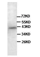 Western blot - Anti-Ghrelin Receptor/GHS-R antibody (AB85104)