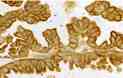 Immunohistochemistry (Formalin/PFA-fixed paraffin-embedded sections) - Anti-GHRHR antibody (AB28692), expandable thumbnail
