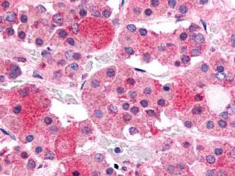 Immunohistochemistry (Formalin/PFA-fixed paraffin-embedded sections) - Anti-GHRHR antibody - C-terminal (AB150575)