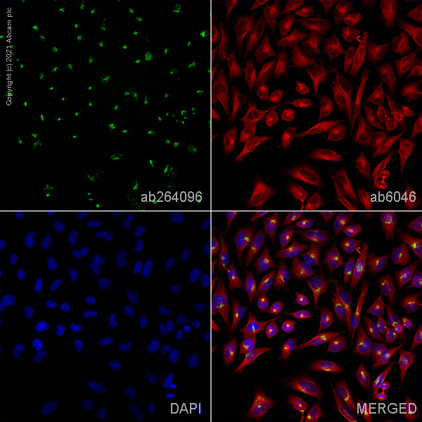 Immunocytochemistry/ Immunofluorescence - Anti-Giantin antibody [9B6] - BSA and Azide free (AB264096), expandable thumbnail