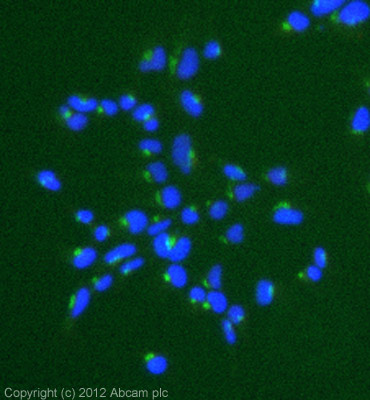 Immunocytochemistry/ Immunofluorescence - Anti-Giantin antibody [9B6] - BSA and Azide free (AB264096), expandable thumbnail