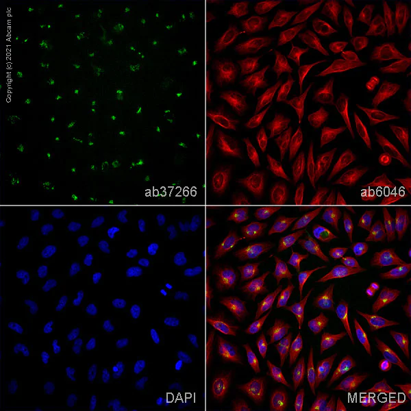Immunocytochemistry/ Immunofluorescence - Anti-Giantin antibody [9B6] - Golgi Marker (AB37266)