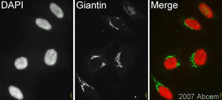 Immunocytochemistry/ Immunofluorescence - Anti-Giantin antibody [9B6] - Golgi Marker (AB37266)