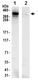 Immunoprecipitation - Anti-Giantin antibody (AB245613)